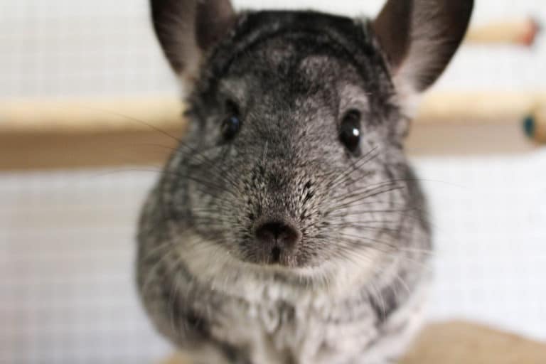 chinchilla