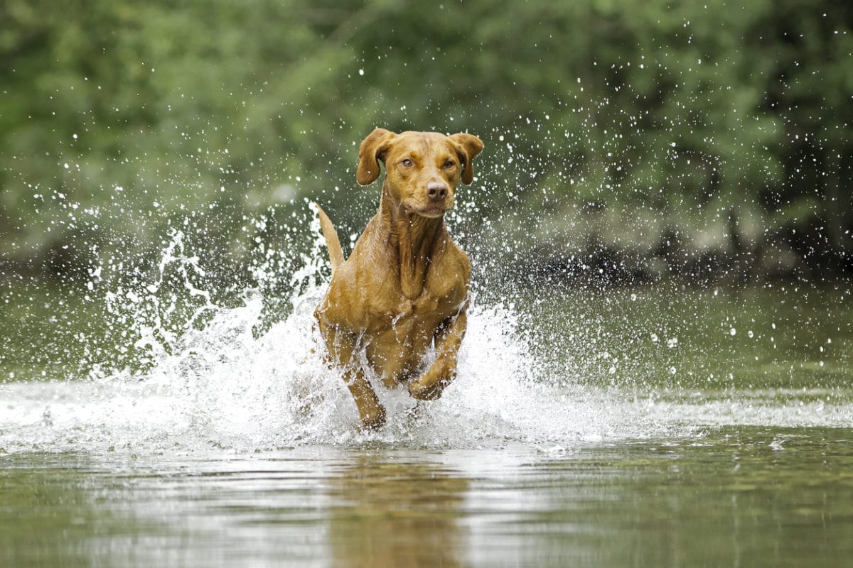 chien cours d'eau