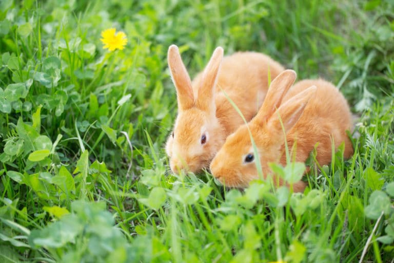 lapins