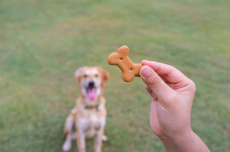 chien friandise