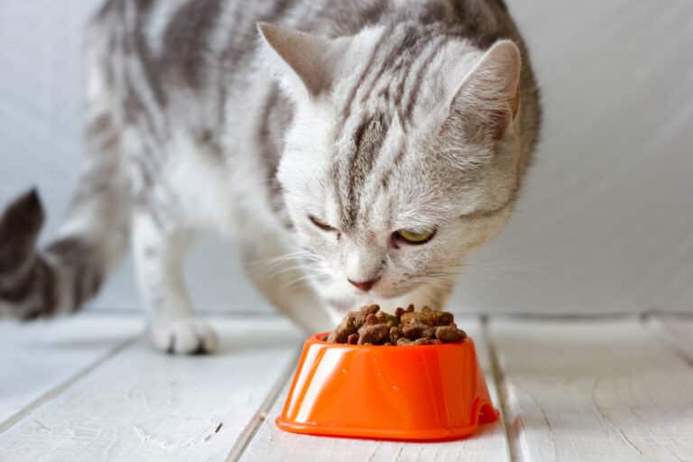 chat mange
