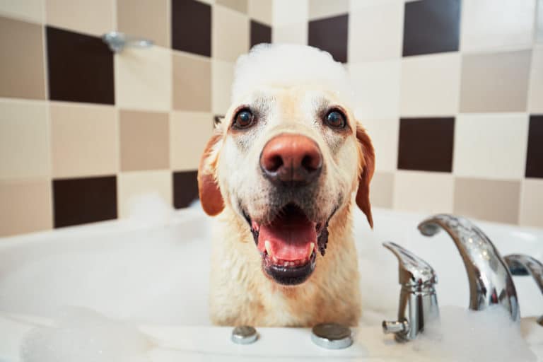 chien bain