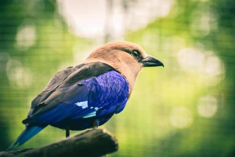 oiseau