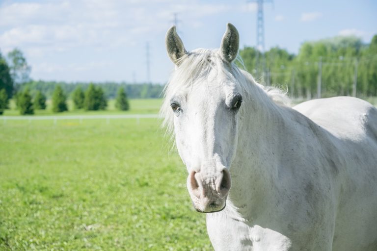 cheval blanc