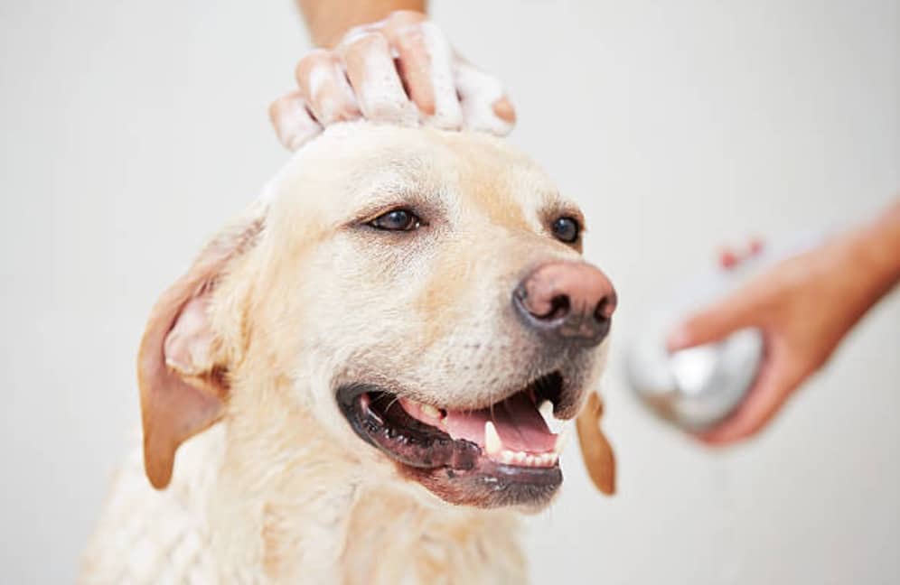 chien bain