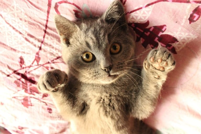 chat