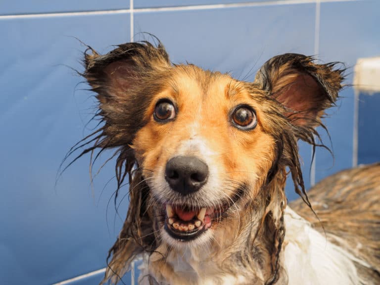 chien bain