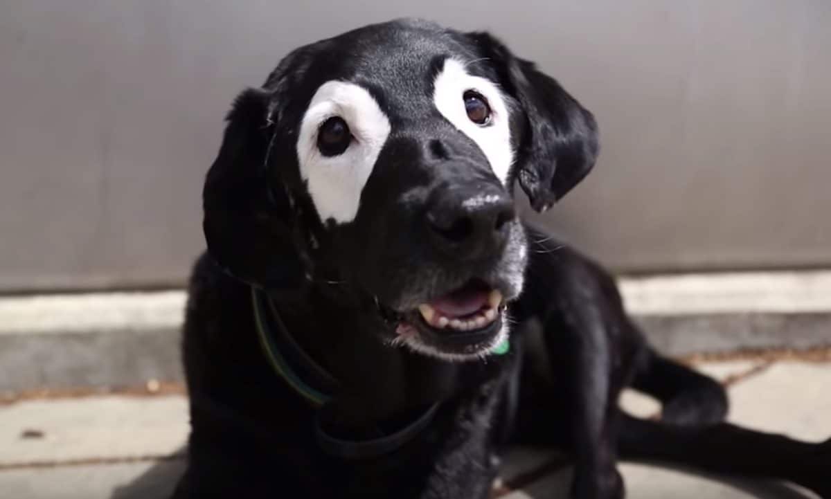 chien vitiligo