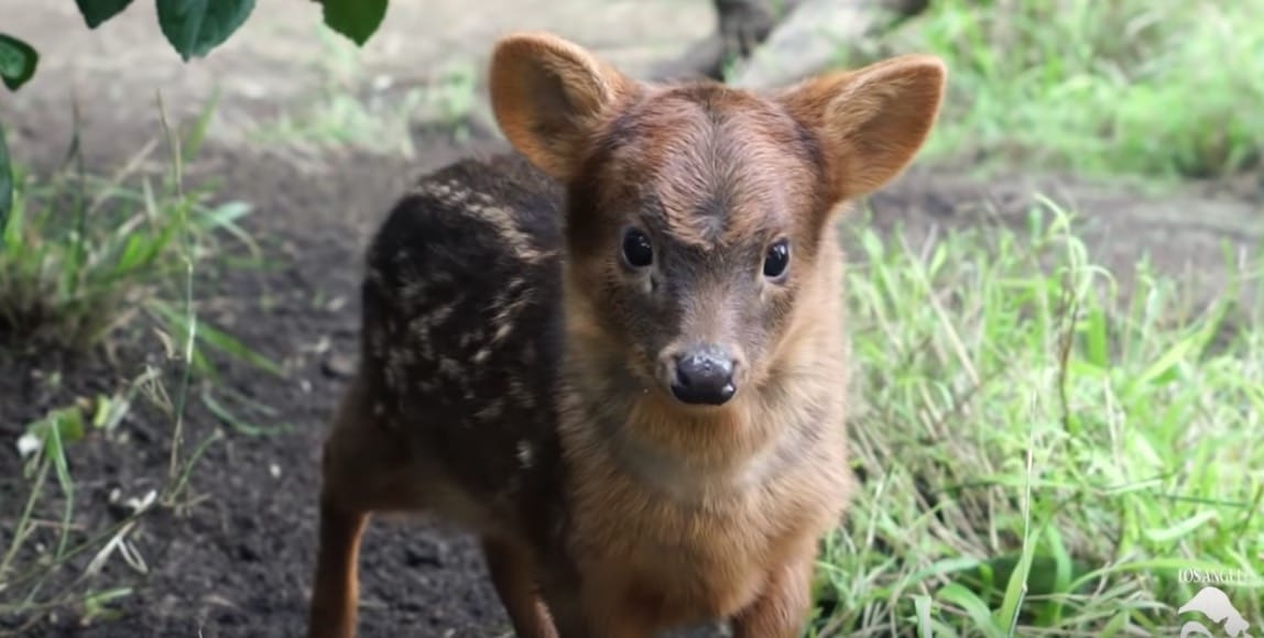 pudu