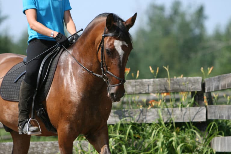 pratique de l'éthologie équitation