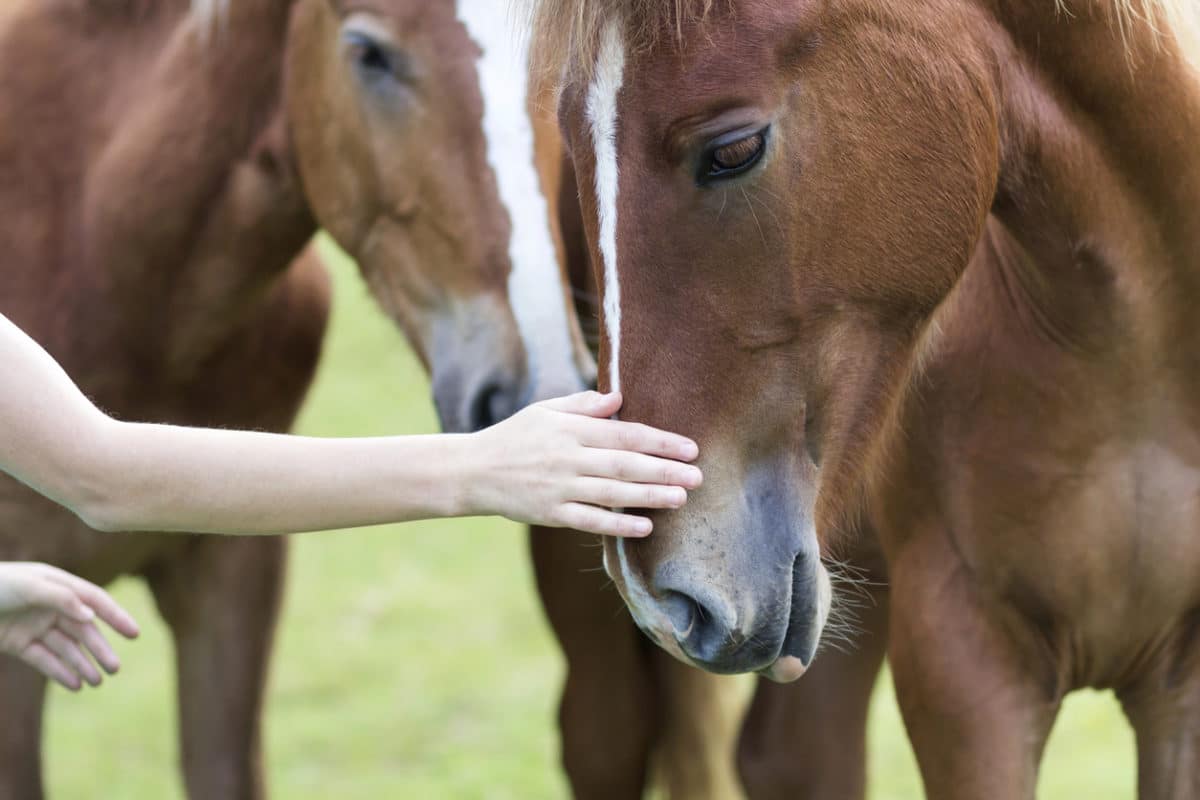 chevaux