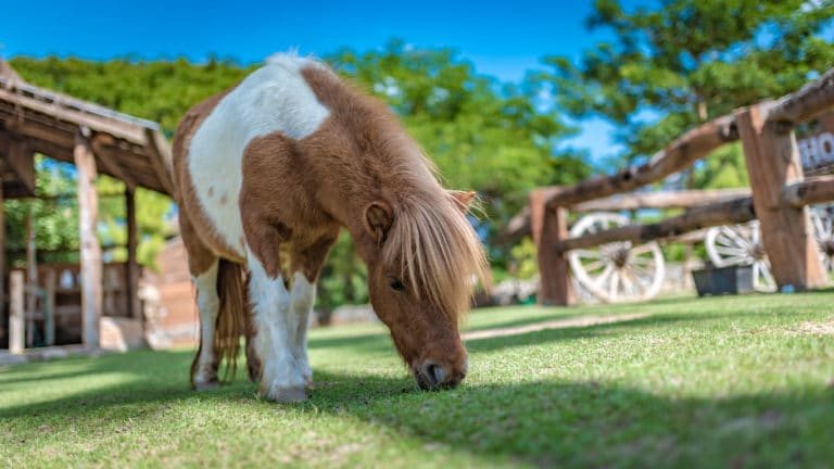 cheval miniature