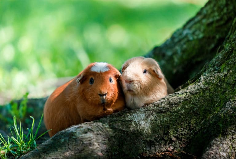 cochons d'inde