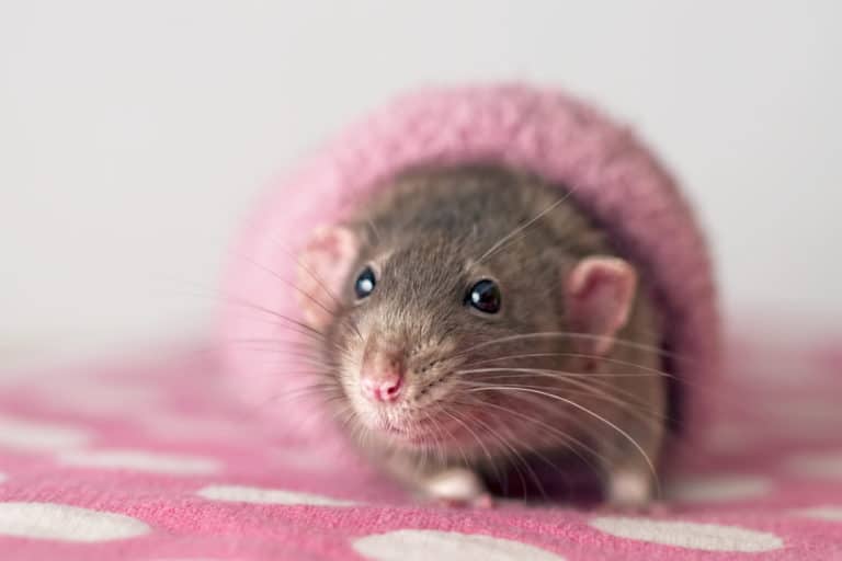 souris