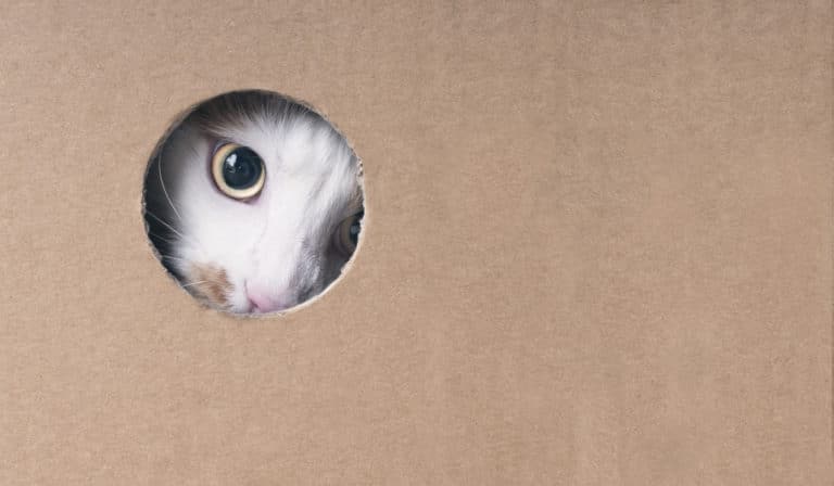 chat