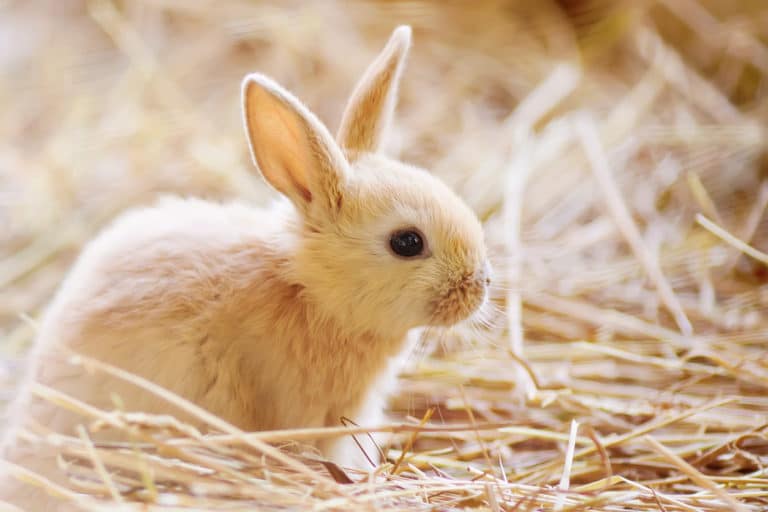 lapin