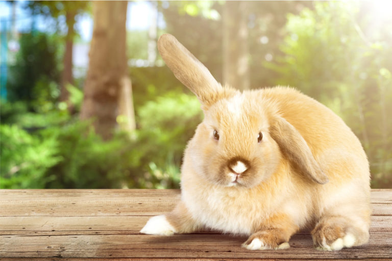 lapin oreille qui tombe