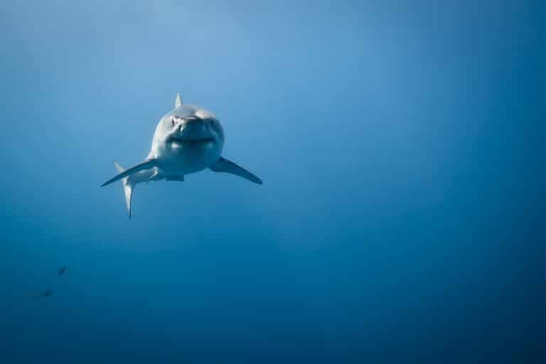 grand requin blanc