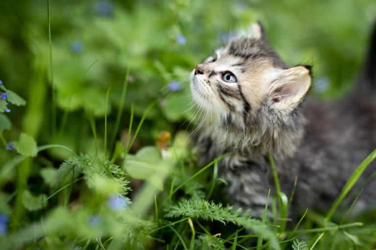chaton