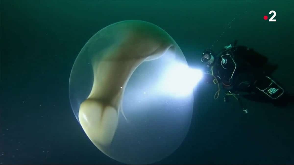 oeuf de calmar géant