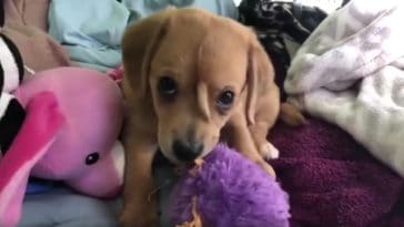 chiot licorne Narwhal