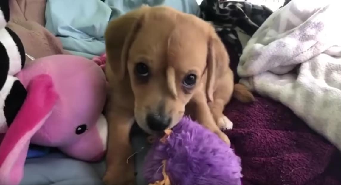 chiot licorne Narwhal