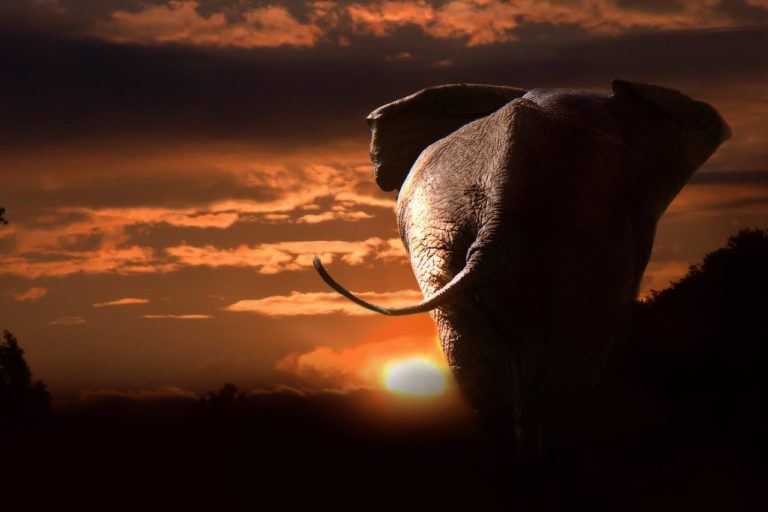 éléphant