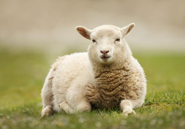 mouton