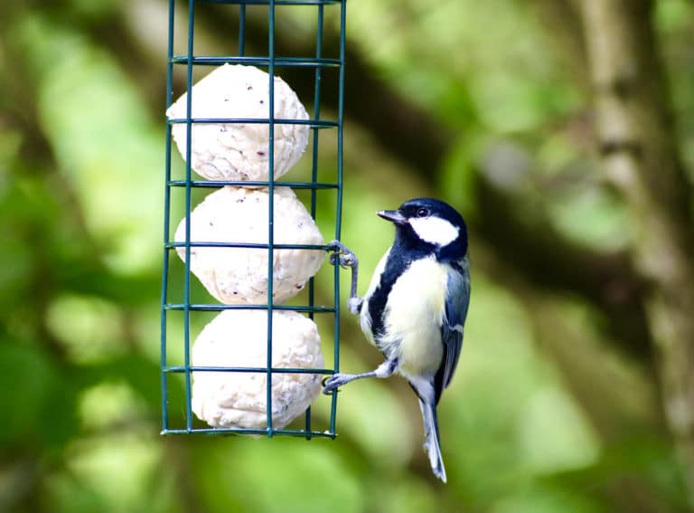 boules de graisse pour oiseaux