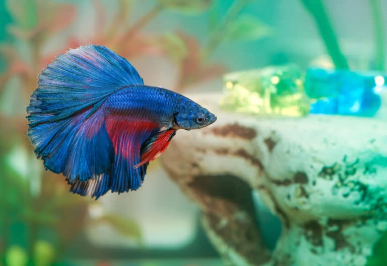 poisson combattant