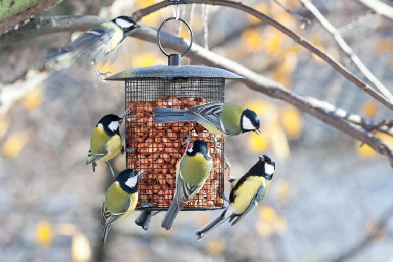 nourrir les oiseaux