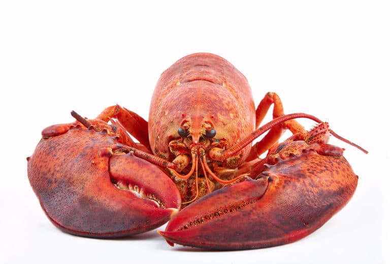 homard