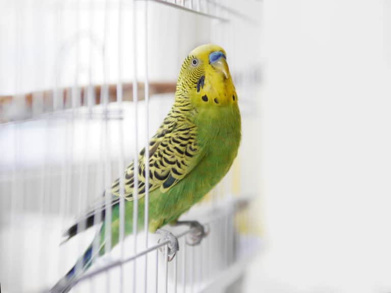 cage à oiseaux