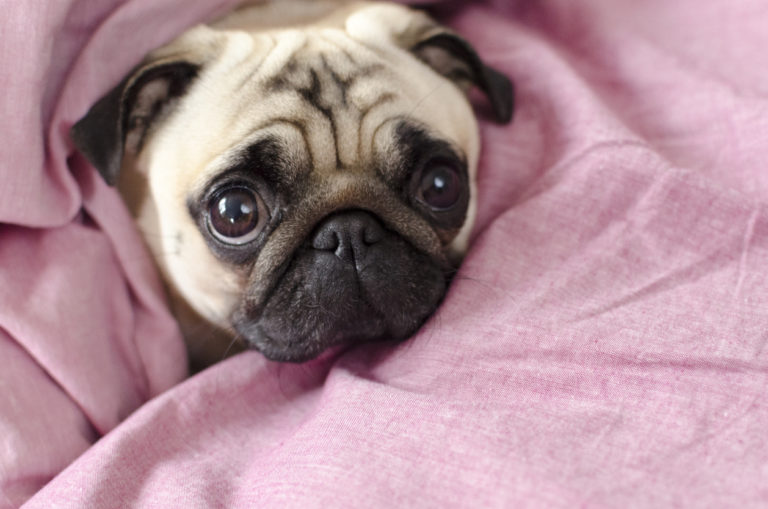 chien carlin