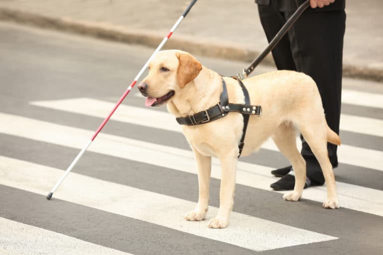 chien guide d'aveugle