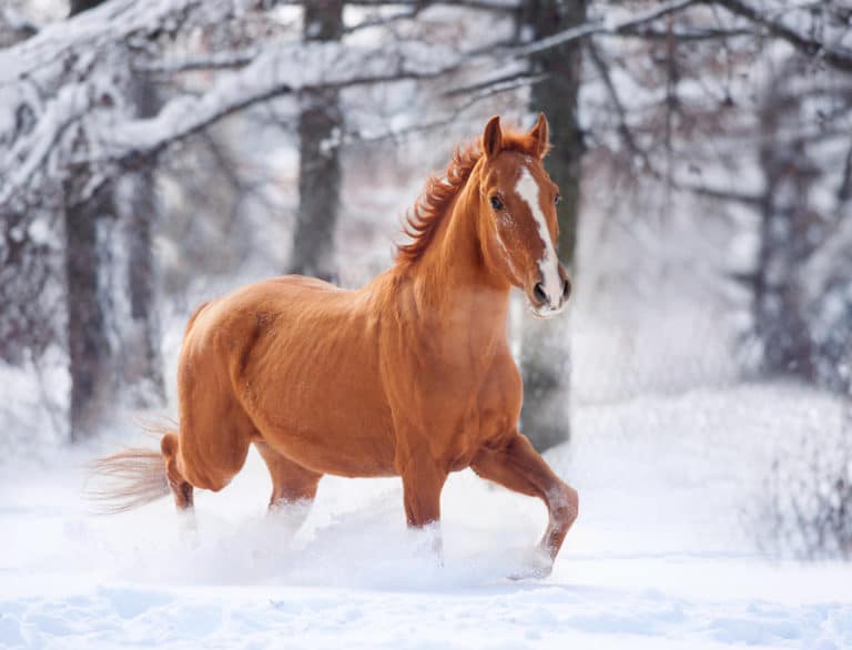 crottin de cheval