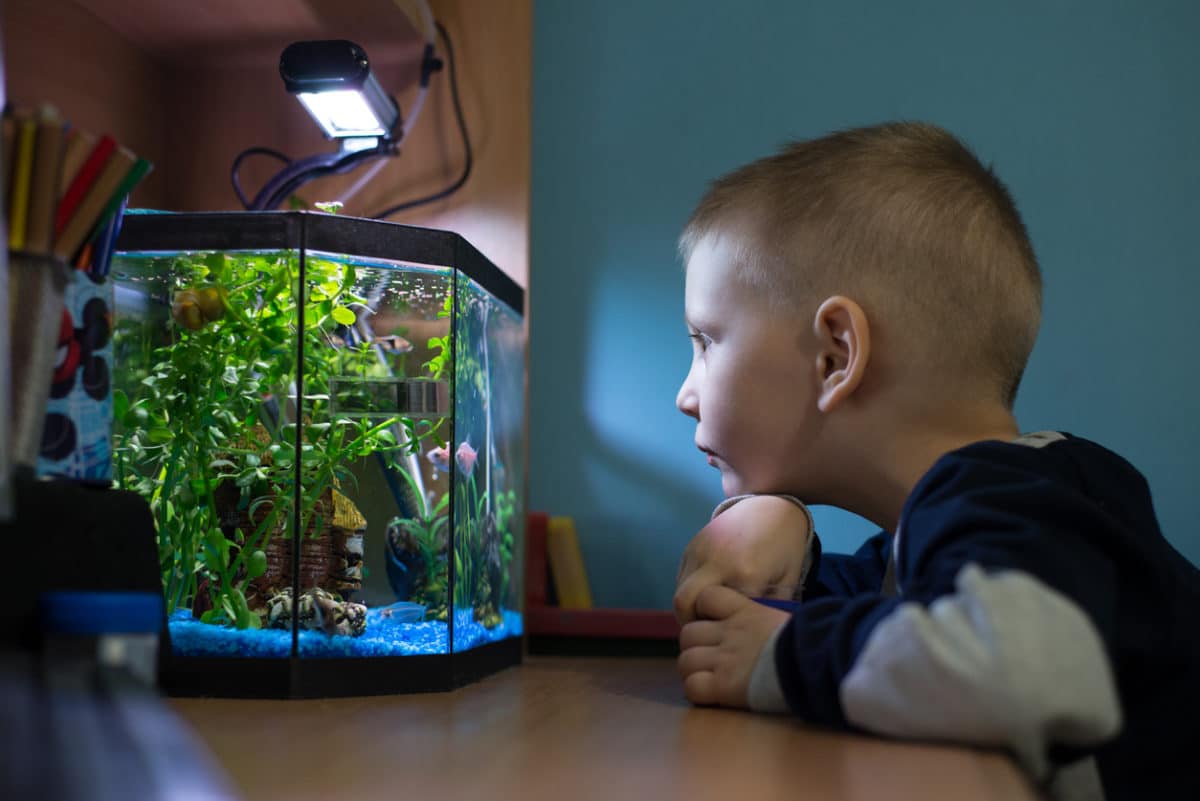 petit aquarium