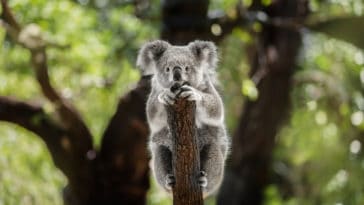 koala