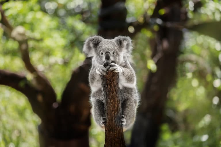 koala