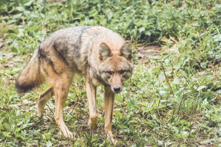coyote