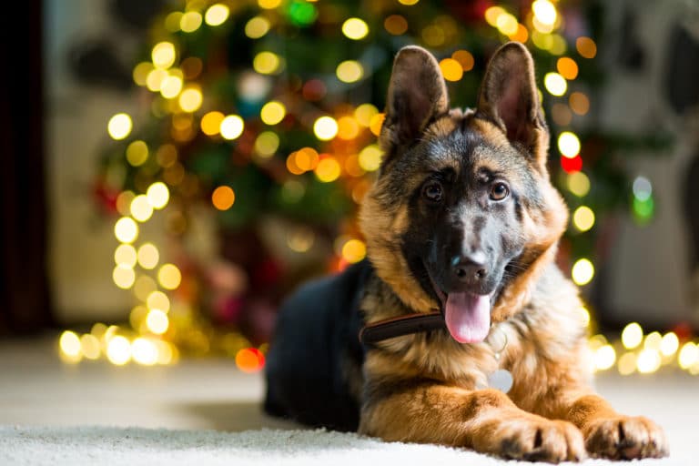 chien noël