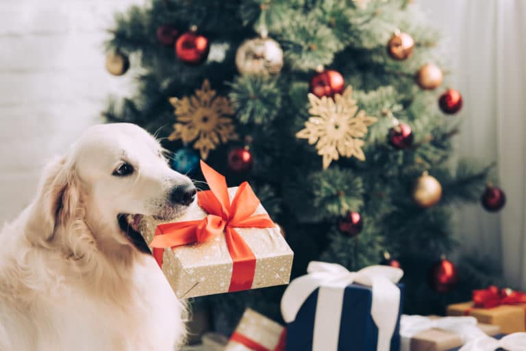 chien cadeaux de noël