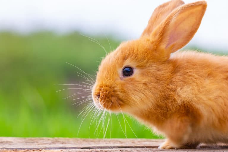 lapin