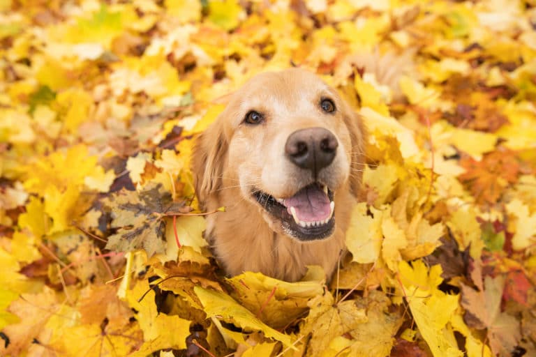 chien feuilles mortes