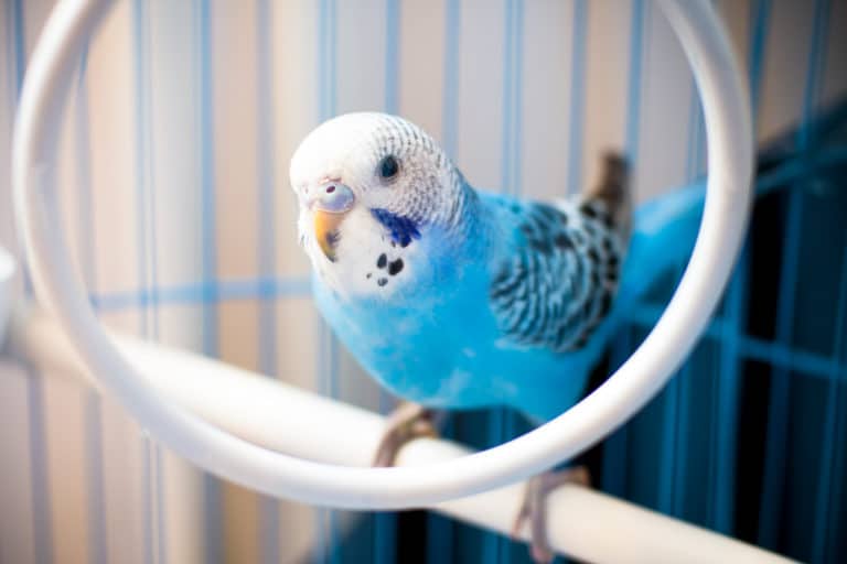 cage à oiseaux