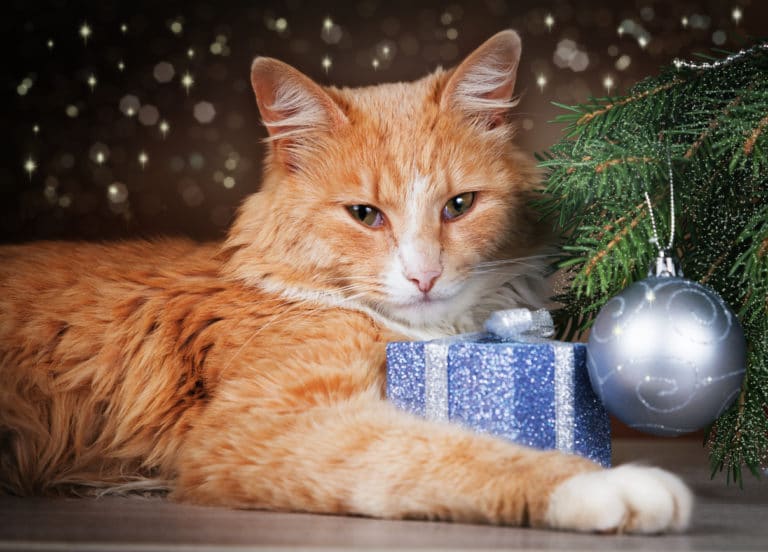 chat cadeaux de noël