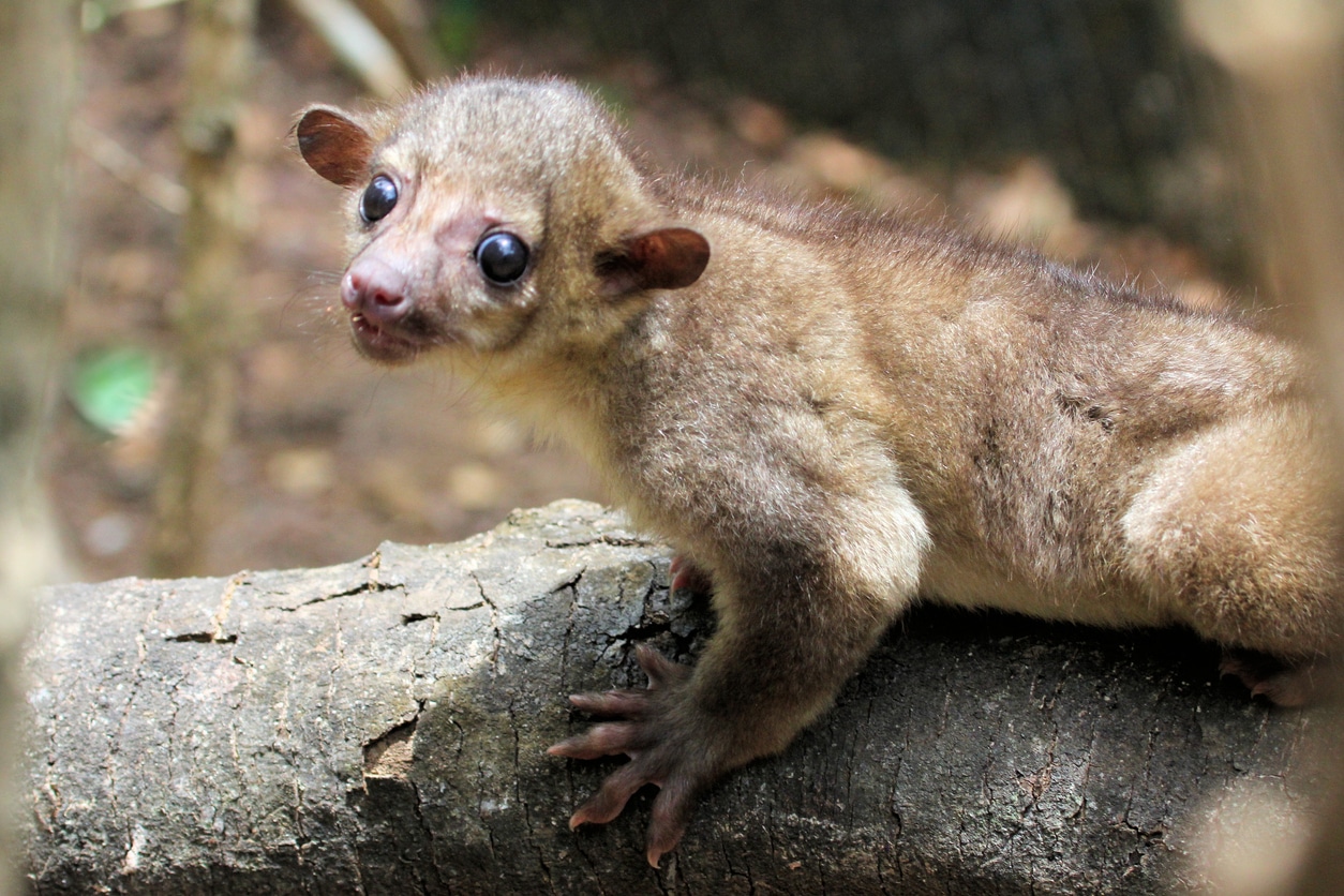 kinkajou