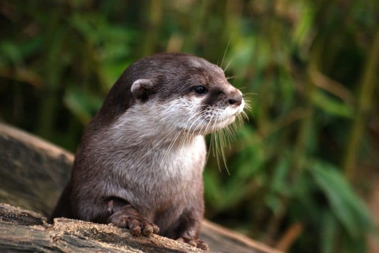 loutre