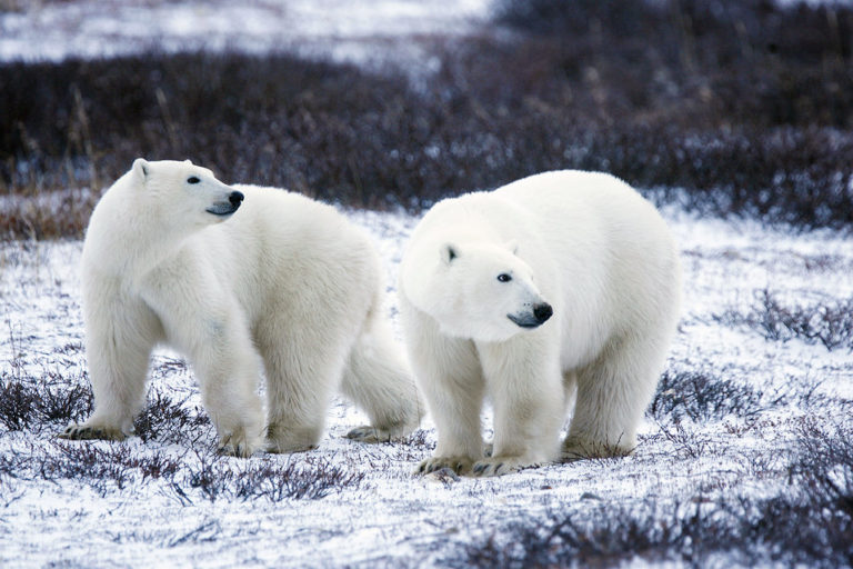 ours polaire