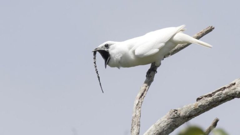 araponga blanc